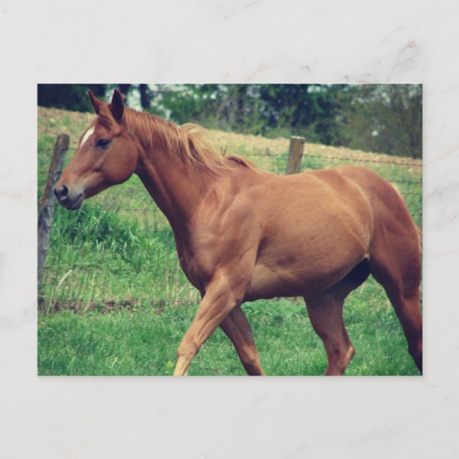 Postal Bonito, Scotch (Anverso)