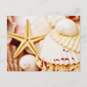 Postal Bonito Seashells