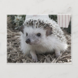 Postal Bonito sentada