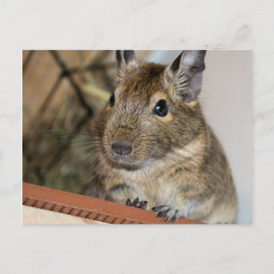 Postal Bonito sentada   Cute Degu