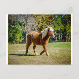 Postal Bonito Shetland Pony
