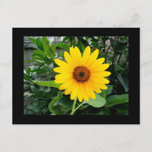 Postal Bonito Sunflower