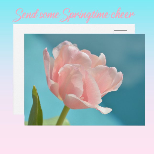 Postal Bonito Tulips Rosa Baby Blue Springtime (Subido por el creador)
