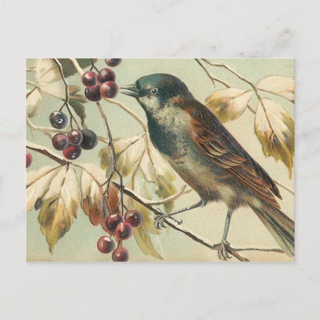 Postal Bonito Vintage Bird (Anverso)