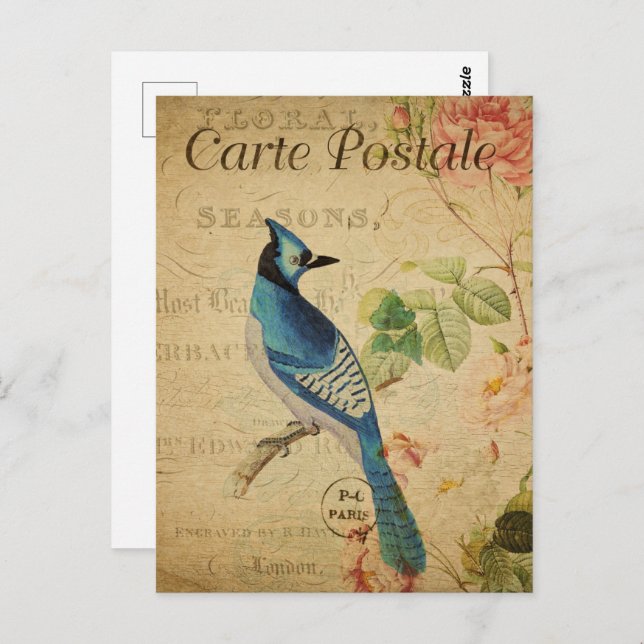 Postal Bonito Vintage Blue Jay (Anverso / Reverso)