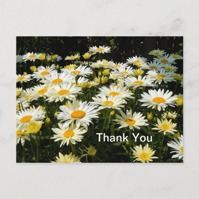 Postal Bonito White Daisies Garden Foto Floral Gracias (Anverso)