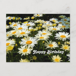 Postal Bonito White Daisies Garden Fotos Florales Cumplea