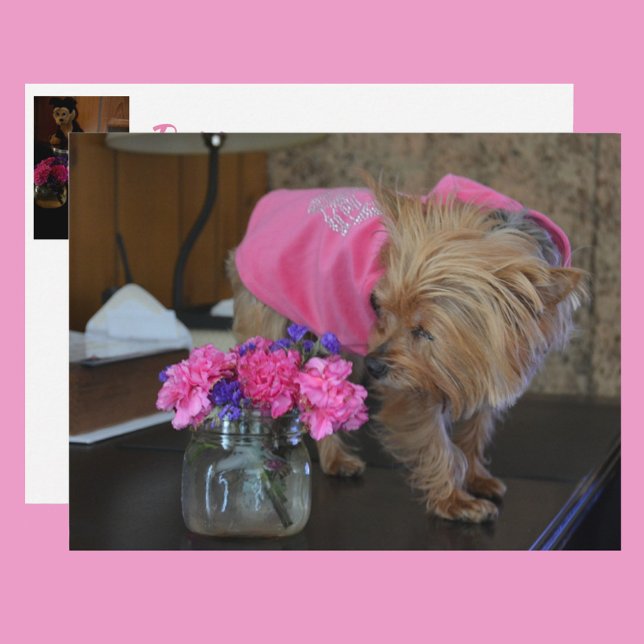 Postal Bonito yorkie de amor con pipa en rosa (Subido por el creador)