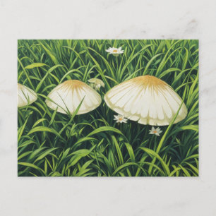 Postal Bonitos Mushrooms