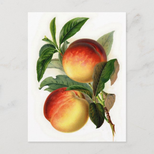 Postal Bonitos Peaches (Anverso)