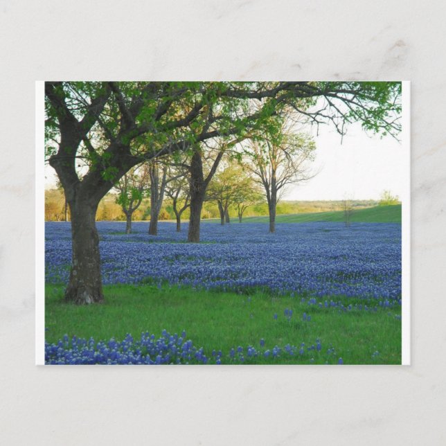 Postal Bonos azules de Texas (Anverso)