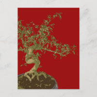 Bonsai