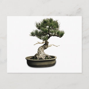 Postal Bonsai