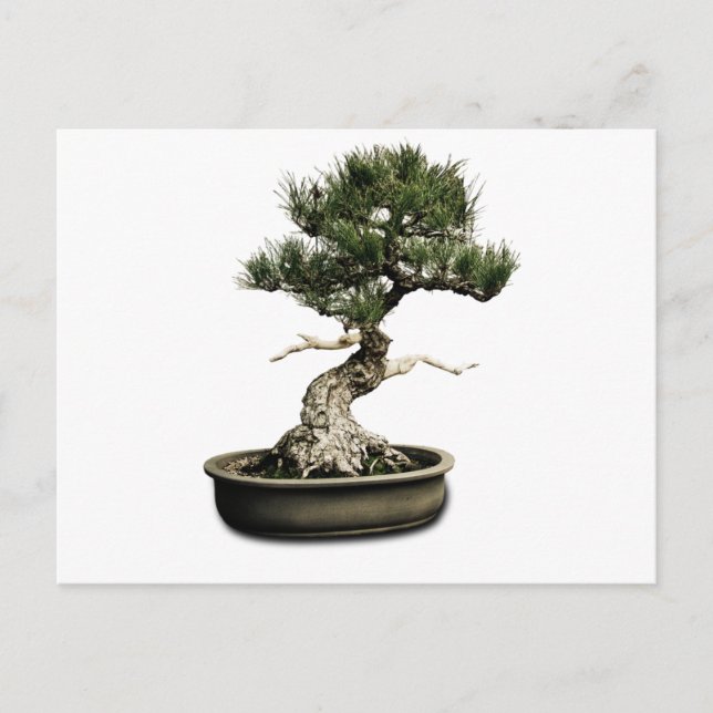 Postal Bonsai (Anverso)