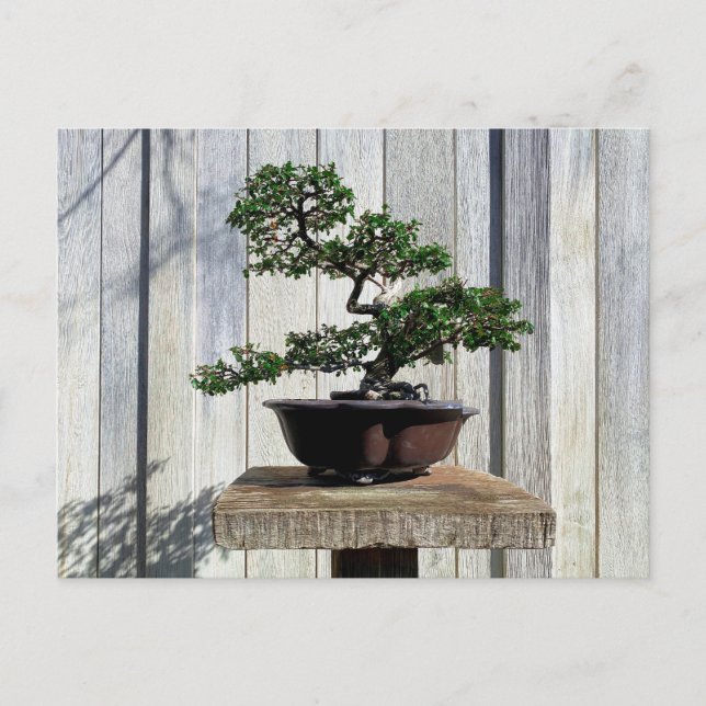 Postal Bonsai japonés (Anverso)