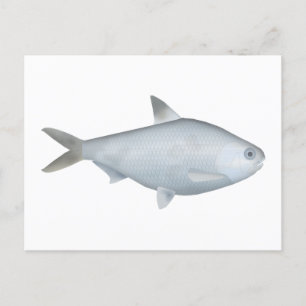 Postal Bony Bream