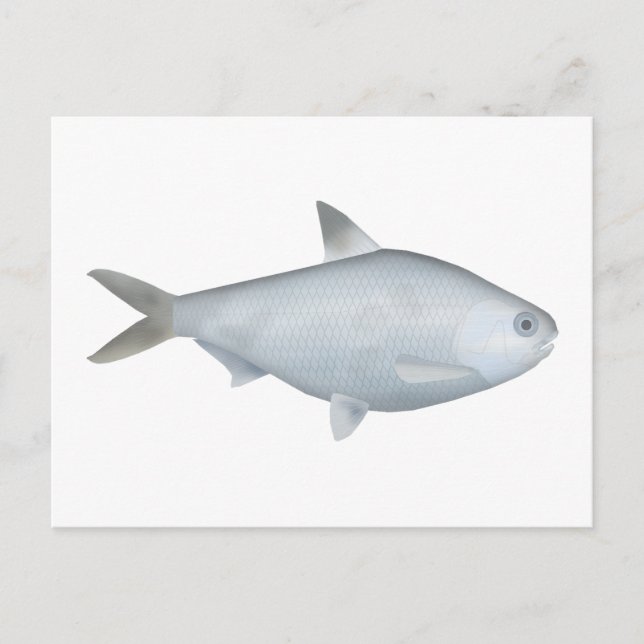 Postal Bony Bream (Anverso)