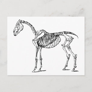 Postal Bony Horse