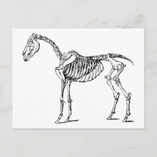 Postal Bony Horse
