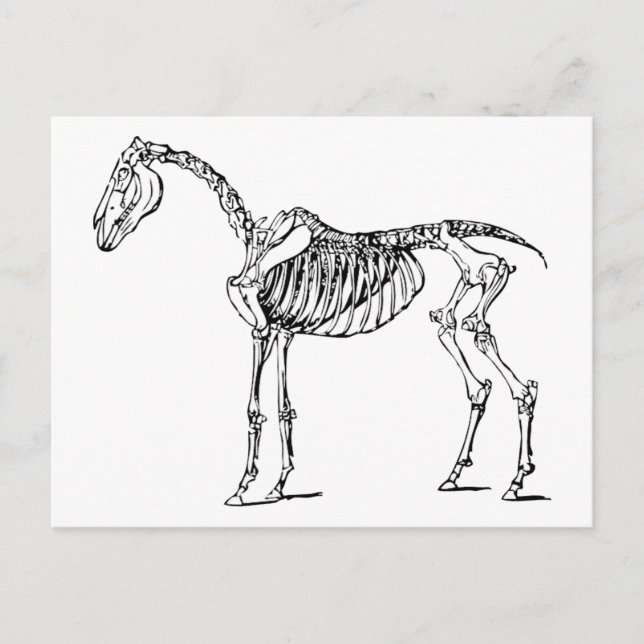 Postal Bony Horse (Anverso)