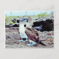 Boobies con pies azules, Islas Galápagos