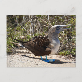 Postal Booby de pie azul con huevo