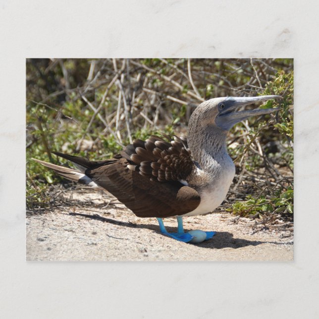 Postal Booby de pie azul con huevo (Anverso)