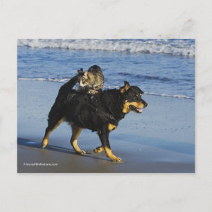 Postal Booger, Kitty y Mousey