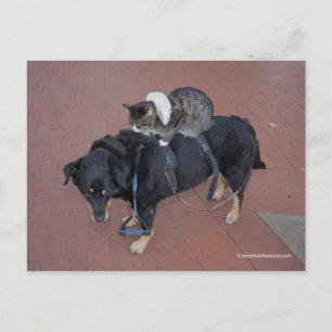 Postal Booger, Kitty y Mousey en la calle estatal