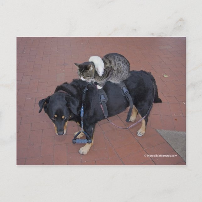 Postal Booger, Kitty y Mousey en la calle estatal (Anverso)