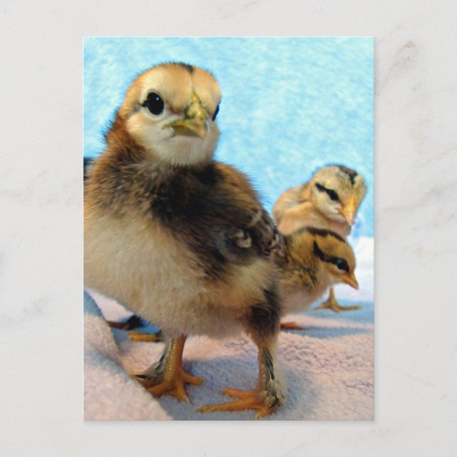 Postal Boots y amigos, chichas (Anverso)