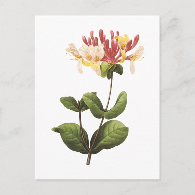 Postal boquilla (Lonicera sp.) de Redouté (Anverso)