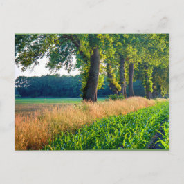 Postal Borde de campo de maíz