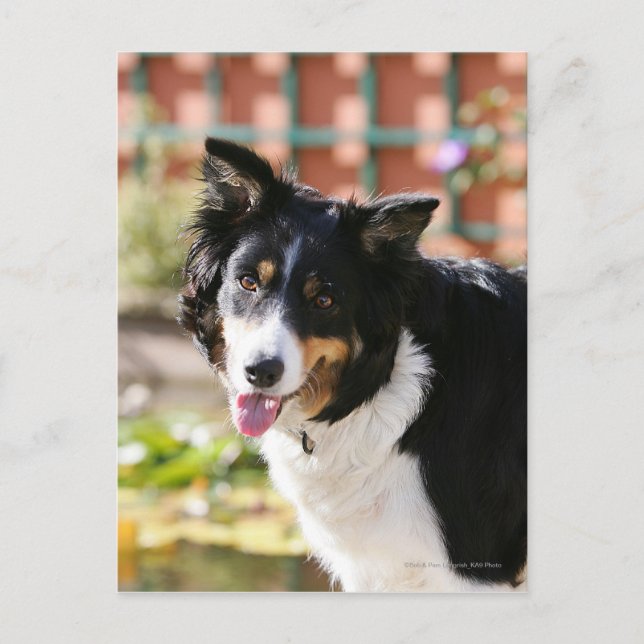 Postal Borde de Collie Panting 1 (Anverso)