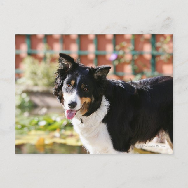 Postal Borde de Collie Panting 1 (Anverso)