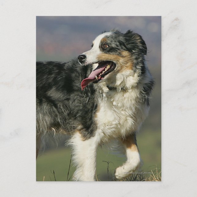 Postal Borde de Collie Panting 2 (Anverso)