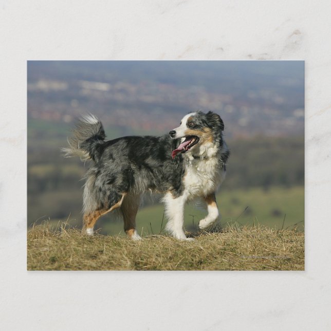 Postal Borde de Collie Panting 2 (Anverso)