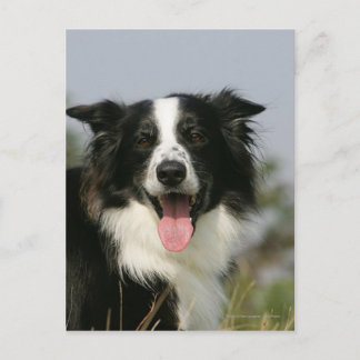 Postal Borde de Collie Panting Cabeza 1