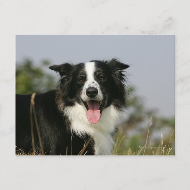 Postal Borde de Collie Panting Cabeza 1 (Anverso)