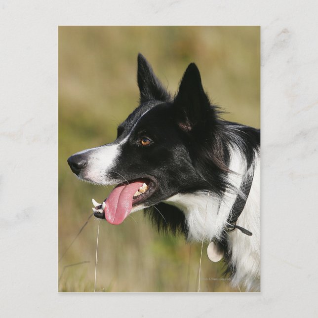 Postal Borde de Collie Panting Cabeza 2 (Anverso)
