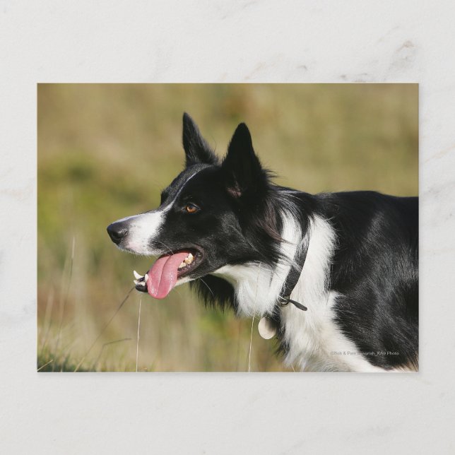 Postal Borde de Collie Panting Cabeza 2 (Anverso)