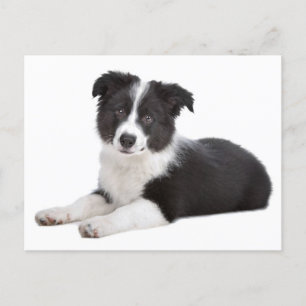 Postal Borde de Perro de Collie Puppy - Blank, Hola, grac