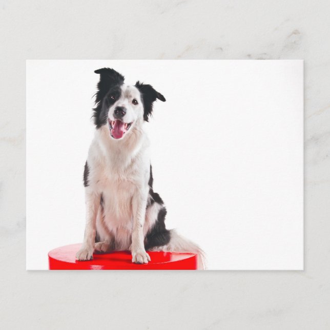 Postal Border collie (Anverso)