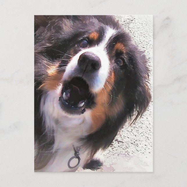 POSTAL BORDER COLLIE (Anverso)