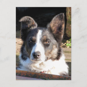POSTAL BORDER COLLIE