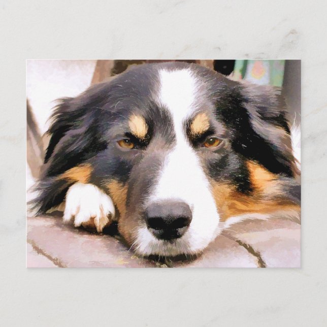 POSTAL BORDER COLLIE (Anverso)
