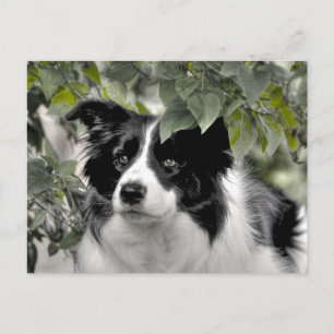 Postal Border Collie Alerta en Green Woods