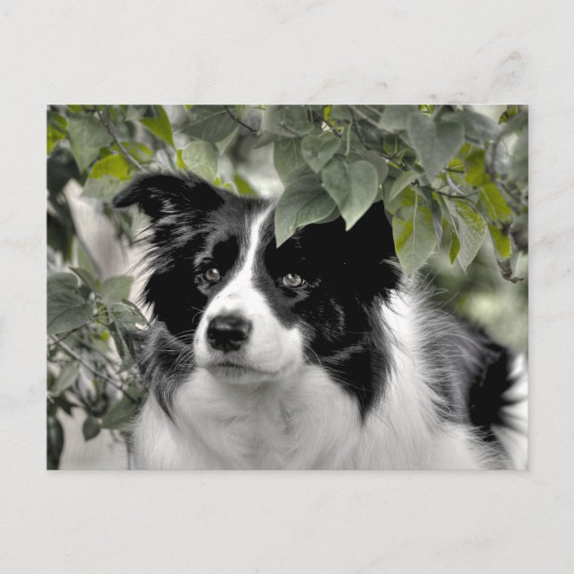 Postal Border Collie Alerta en Green Woods (Anverso)
