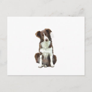 Postal Border Collie (B) - marrón y blanco