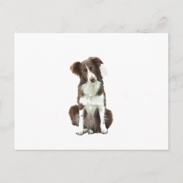 Postal Border Collie (B) - marrón y blanco (Anverso)